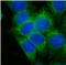 Cystatin C antibody, FNab02181, FineTest, Immunofluorescence image 