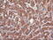 Carboxypeptidase A1 antibody, M05985, Boster Biological Technology, Immunohistochemistry paraffin image 