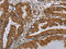 Csh1 antibody, CSB-PA077659, Cusabio, Immunohistochemistry frozen image 