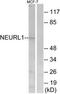 Neuralized-like protein 1A antibody, TA314865, Origene, Western Blot image 