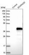 EDAR Associated Death Domain antibody, PA5-53860, Invitrogen Antibodies, Western Blot image 