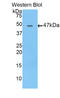 Apolipoprotein B antibody, LS-C303434, Lifespan Biosciences, Western Blot image 