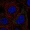 Fermitin Family Member 3 antibody, NBP2-57110, Novus Biologicals, Immunofluorescence image 