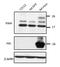 Fibronectin type III domain-containing protein 5 antibody, IRA-R1d, Academy Bio-Med, Western Blot image 