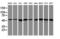 Ring Finger Protein 113B antibody, LS-C173650, Lifespan Biosciences, Western Blot image 