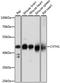 mSec7-1 antibody, A15351, ABclonal Technology, Western Blot image 