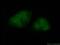 RNA Polymerase II Subunit J antibody, 16403-1-AP, Proteintech Group, Immunofluorescence image 