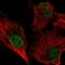 Baculoviral IAP Repeat Containing 7 antibody, HPA047850, Atlas Antibodies, Immunocytochemistry image 