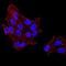 DExD-Box Helicase 39B antibody, NBP2-52455, Novus Biologicals, Immunocytochemistry image 