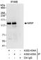 DDB1- and CUL4-associated factor 6 antibody, A302-434A, Bethyl Labs, Immunoprecipitation image 