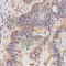 HCFC1 antibody, A1841, ABclonal Technology, Immunohistochemistry paraffin image 