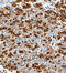 Alpha Fetoprotein antibody, 847102, BioLegend, Immunohistochemistry frozen image 