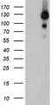 Ubiquitin Specific Peptidase 10 antibody, TA503878, Origene, Western Blot image 