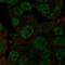 NEDD8 Ubiquitin Like Modifier antibody, NBP2-68600, Novus Biologicals, Immunofluorescence image 