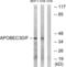 Apolipoprotein B MRNA Editing Enzyme Catalytic Subunit 3D antibody, LS-C120250, Lifespan Biosciences, Western Blot image 