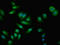 Copine 4 antibody, LS-C397862, Lifespan Biosciences, Immunofluorescence image 