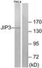 Mitogen-Activated Protein Kinase 8 Interacting Protein 3 antibody, TA315223, Origene, Western Blot image 