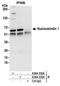 NUCB1 antibody, A304-832A, Bethyl Labs, Immunoprecipitation image 