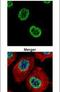 H2A Histone Family Member Z antibody, PA5-21928, Invitrogen Antibodies, Immunofluorescence image 