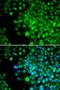 Four And A Half LIM Domains 1 antibody, orb167366, Biorbyt, Immunofluorescence image 