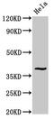 Dual specificity protein phosphatase 1 antibody, LS-C670089, Lifespan Biosciences, Western Blot image 