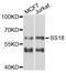 SS18 Subunit Of BAF Chromatin Remodeling Complex antibody, STJ29070, St John