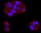 Tumor Protein P53 Binding Protein 2 antibody, NBP2-67094, Novus Biologicals, Immunofluorescence image 