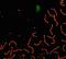 Synaptonemal Complex Protein 1 antibody, GTX15090, GeneTex, Immunofluorescence image 