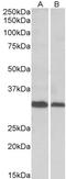 DNA Primase Subunit 1 antibody, EB10734, Everest Biotech, Western Blot image 