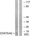 Putative cytochrome c oxidase subunit 7A3, mitochondrial antibody, A09993, Boster Biological Technology, Western Blot image 