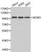 Minichromosome Maintenance Complex Component 3 antibody, LS-C192332, Lifespan Biosciences, Western Blot image 
