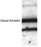 S-Antigen Visual Arrestin antibody, GTX23435, GeneTex, Western Blot image 