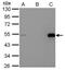 p53 antibody, PA5-27822, Invitrogen Antibodies, Immunoprecipitation image 
