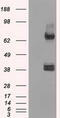 X-Ray Repair Cross Complementing 4 antibody, M00787-1, Boster Biological Technology, Western Blot image 
