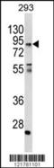 Coiled-Coil Alpha-Helical Rod Protein 1 antibody, TA325041, Origene, Western Blot image 