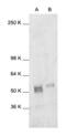 Fos Proto-Oncogene, AP-1 Transcription Factor Subunit antibody, AHP2411, Bio-Rad (formerly AbD Serotec) , Western Blot image 
