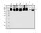 Minichromosome Maintenance Complex Component 4 antibody, A02301-1, Boster Biological Technology, Western Blot image 