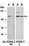 MLX Interacting Protein Like antibody, orb67302, Biorbyt, Western Blot image 