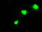 SSX Family Member 2B antibody, TA500620, Origene, Immunofluorescence image 
