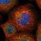 BCL2 Associated Athanogene 5 antibody, NBP1-86065, Novus Biologicals, Immunocytochemistry image 