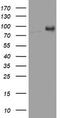 NBS antibody, CF801424, Origene, Western Blot image 