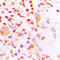 ETS Variant 4 antibody, LS-C356026, Lifespan Biosciences, Immunohistochemistry frozen image 