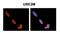 NEDD8-conjugating enzyme Ubc12 antibody, PA5-42283, Invitrogen Antibodies, Immunohistochemistry frozen image 