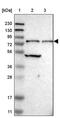 CBP80/20-dependent translation initiation factor antibody, PA5-53509, Invitrogen Antibodies, Western Blot image 