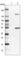 Fibroblast Growth Factor Receptor Substrate 3 antibody, HPA030174, Atlas Antibodies, Western Blot image 