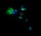 Deleted In Primary Ciliary Dyskinesia Homolog (Mouse) antibody, MA5-26233, Invitrogen Antibodies, Immunocytochemistry image 
