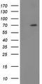 Beta-Transducin Repeat Containing E3 Ubiquitin Protein Ligase antibody, TA502469S, Origene, Western Blot image 