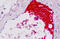 Complement C4c antibody, MBS249219, MyBioSource, Immunohistochemistry paraffin image 