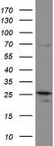 Mitochondrial Ribosomal Protein S7 antibody, LS-C796885, Lifespan Biosciences, Western Blot image 