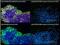 Stage-Specific Embryonic Antigen 5 antibody, MA1-144-D650, Invitrogen Antibodies, Immunofluorescence image 